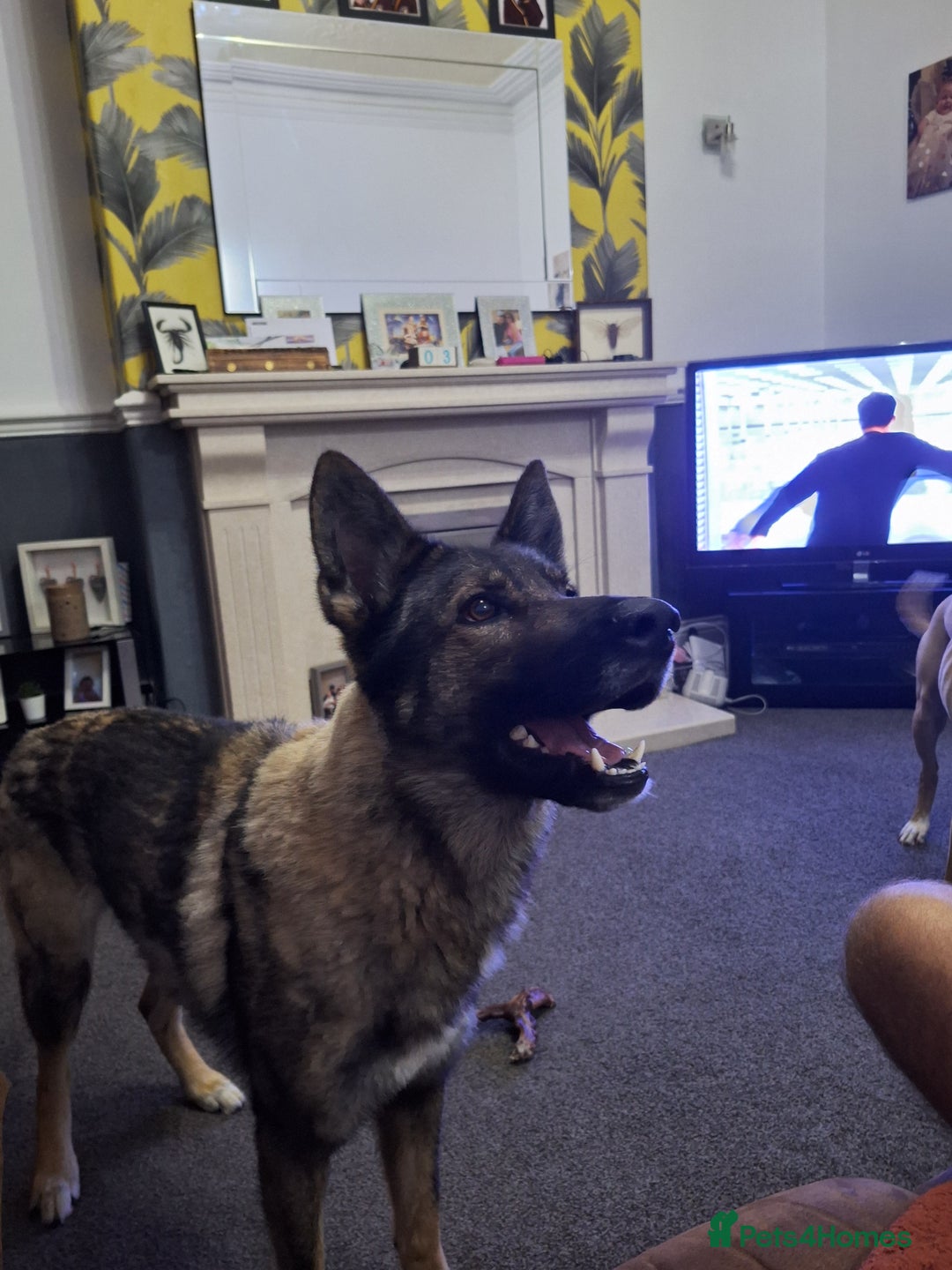 Mixed Breed dogs for sale: Jenson - Advert 3