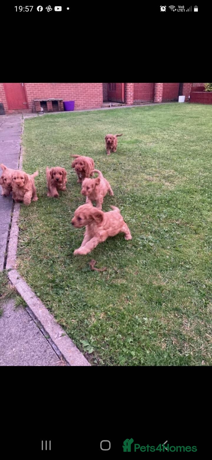 Cockapoo dogs Cockapoo puppies - Advert 3