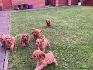 Cockapoo dogs Cockapoo puppies - Advert 3