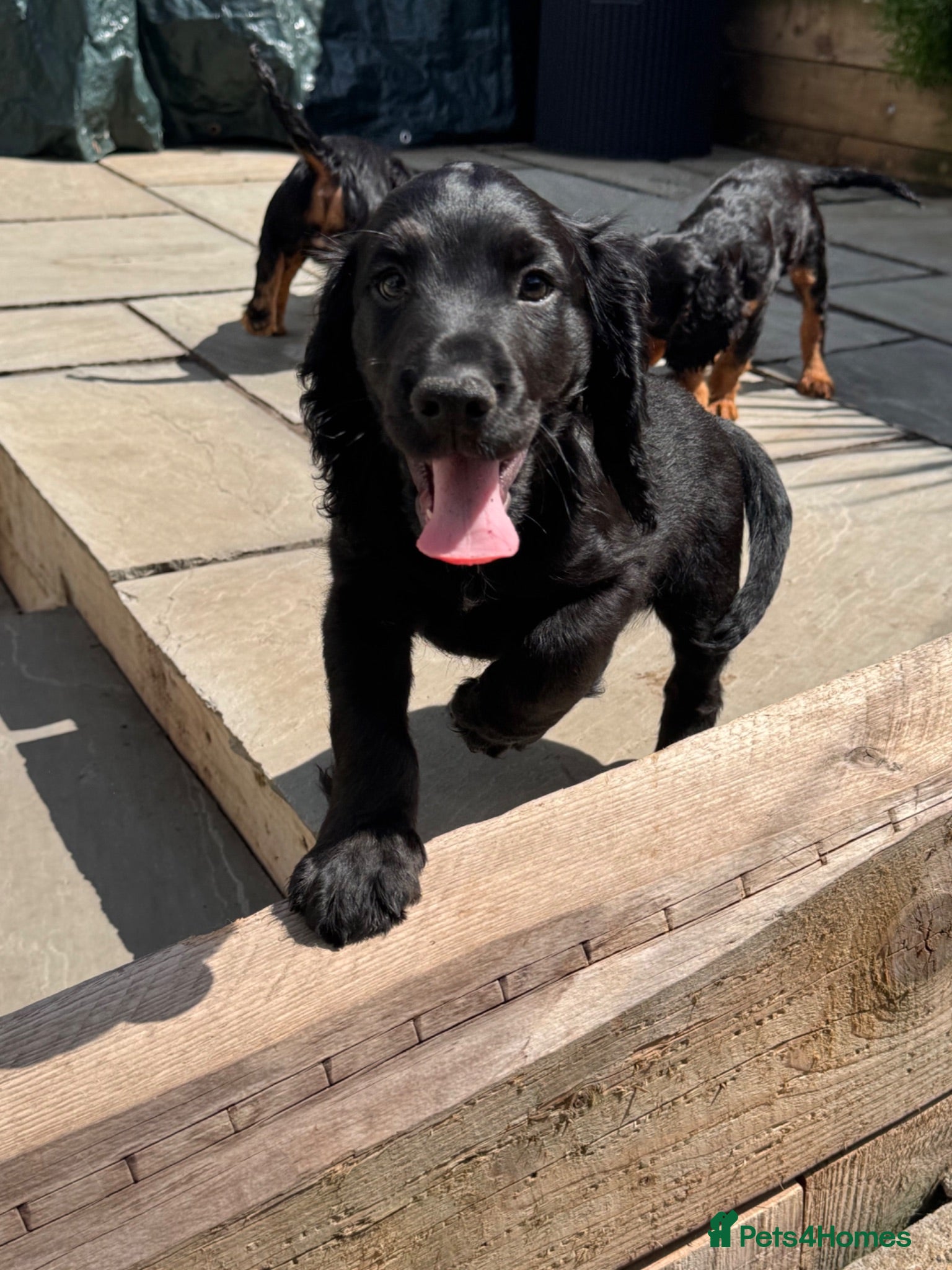 Cocker Spaniel dogs READY TO GO NOW, LAST BOY - Advert 11