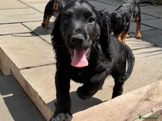 Cocker Spaniel dogs READY TO GO NOW, LAST BOY - Advert 11