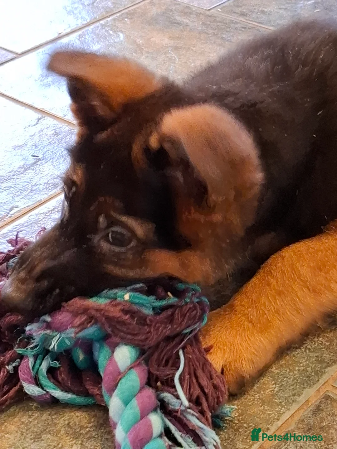 German Shepherd dogs for sale: German Shepherd Pups - Advert 5