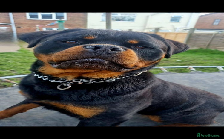Rottweiler dogs - Advert 5