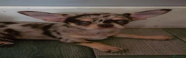 Chihuahua 2