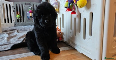 Newfoundland dogs Outstanding Newfoundland babies  - Advert 11