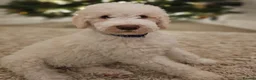 Labradoodle dogs for stud: Hypoallergenic Labradoodle STUD Proven Vet Checked - Advert 10