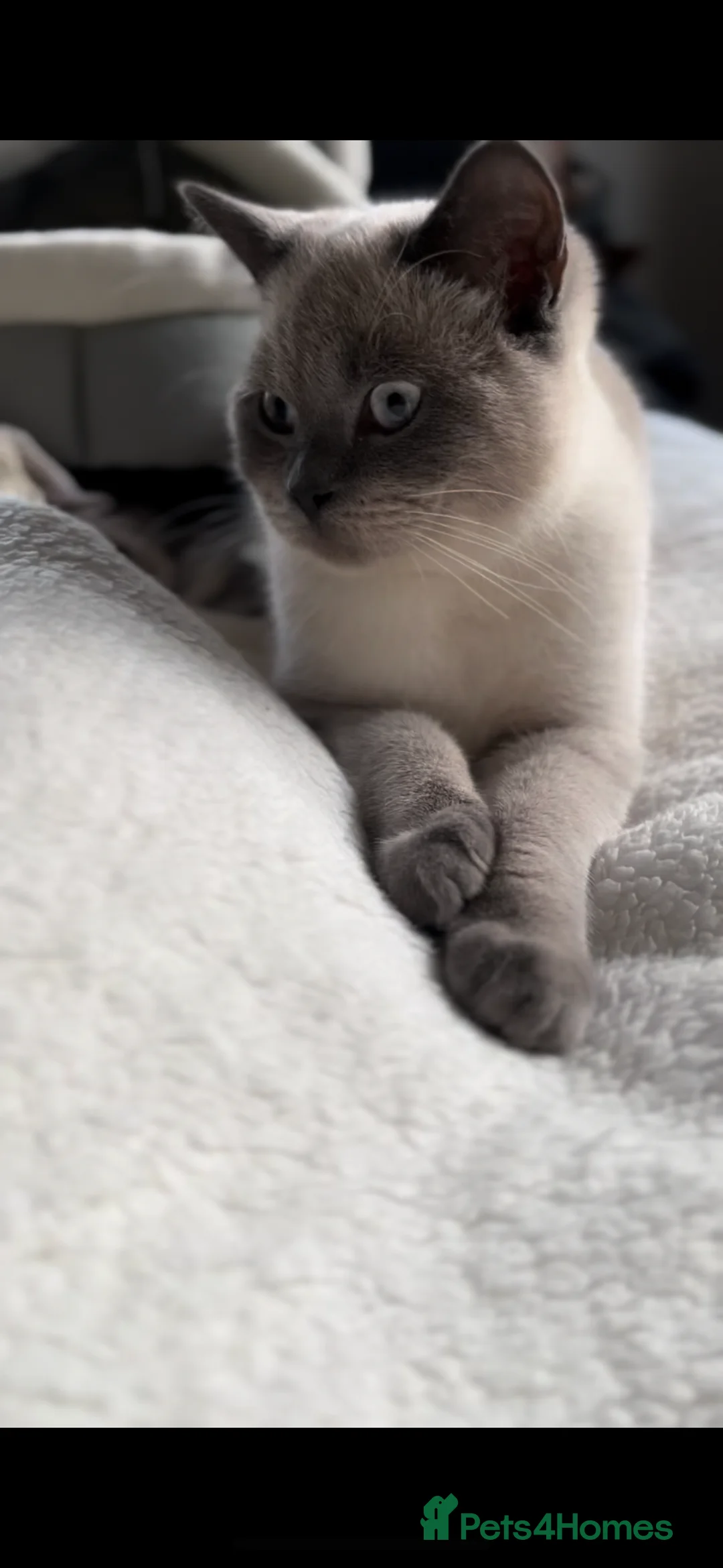 British Shorthair cats for stud: Handsome Blue Colourpoint for Stud Duties in Sutton Coldfield - Advert 4