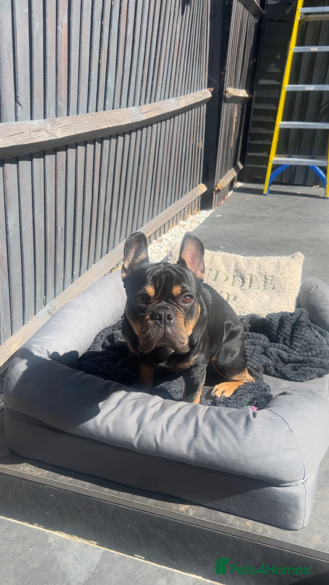 French Bulldog dogs for sale: Black and Tan French Bulldog in Aldershot - Advert 3
