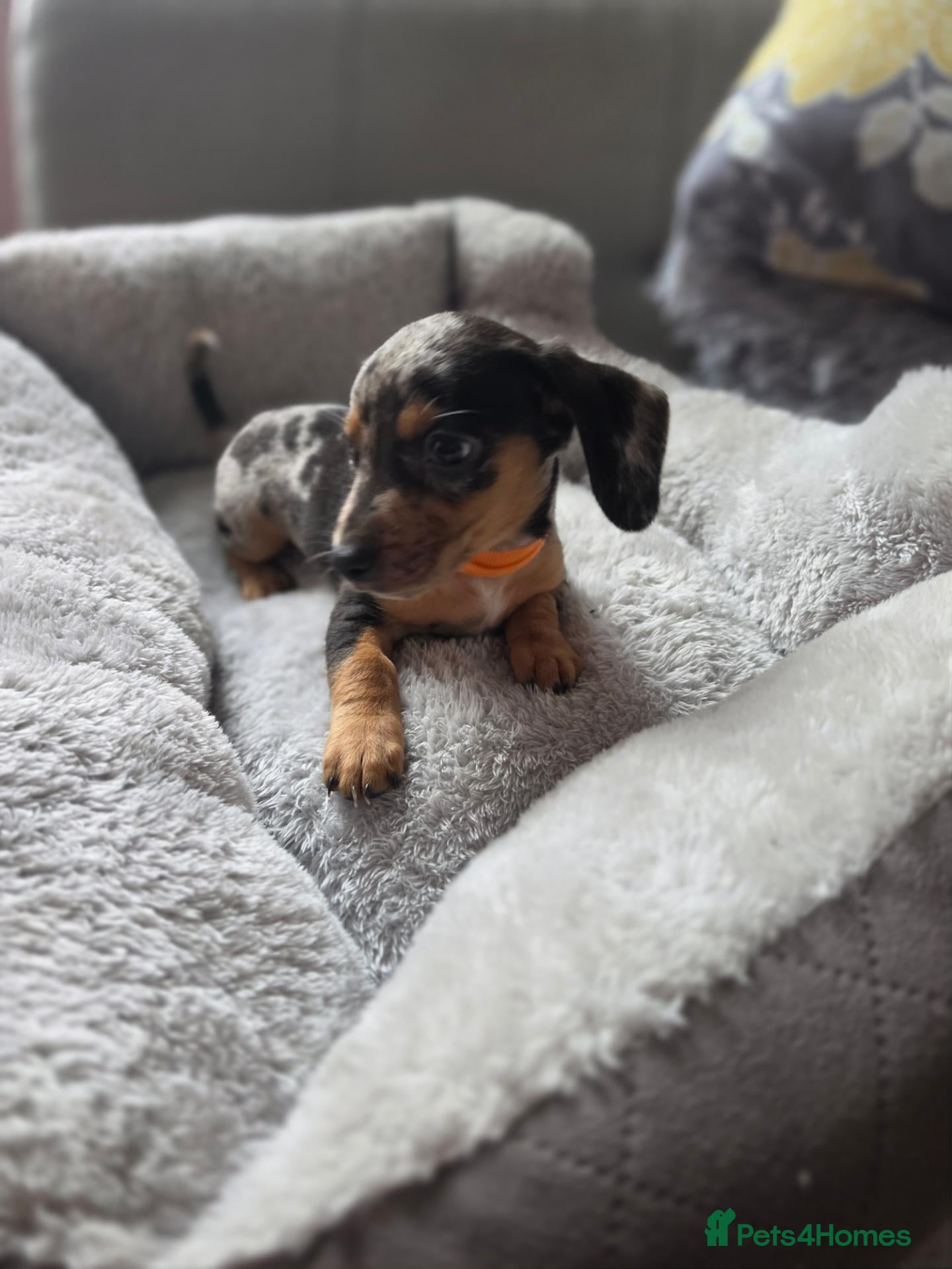 Miniature Dachshund dogs Miniature dachsund - Advert 2