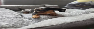 Miniature Dachshund 5