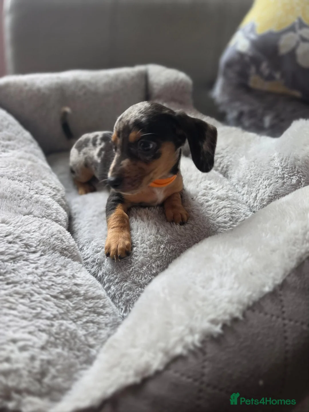 Miniature Dachshund dogs for sale: Miniature dachsund - Advert 2