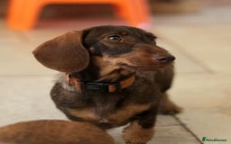 Miniature Dachshund dogs for sale: KC reg miniature wire haired dachshund bitch - Image 4