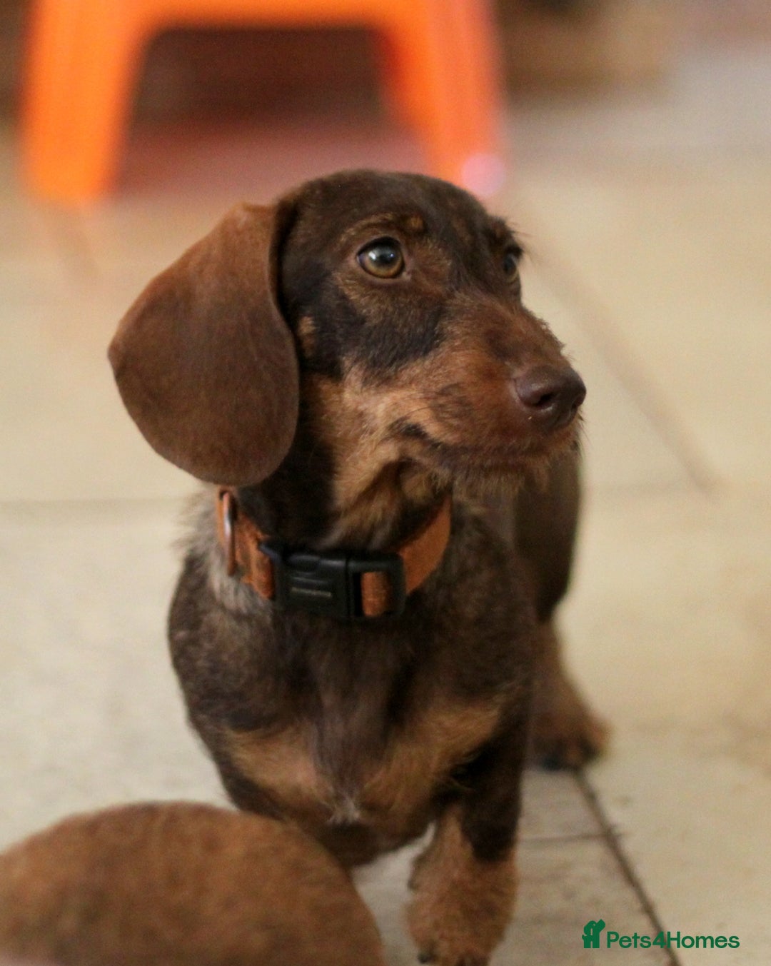 Miniature Dachshund dogs for sale: KC reg miniature wire haired dachshund bitch - Image 4