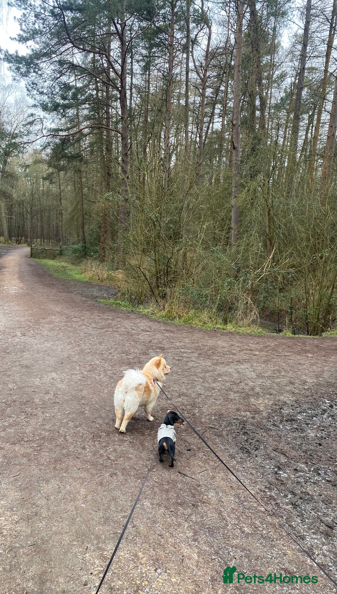 Mixed Breed dogs for sale: Darcy  - Advert 4