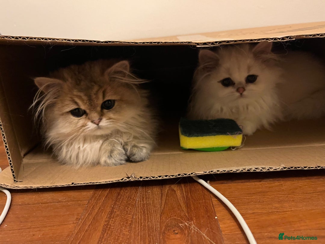 British Longhair cats for sale: Stunning British Longhair Kittens - Goldy & Snowy! - Advert 4