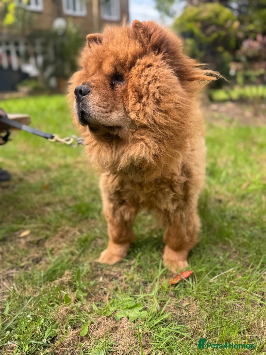 Chow Chow dogs for sale: Chow Chow Female  - Advert 2