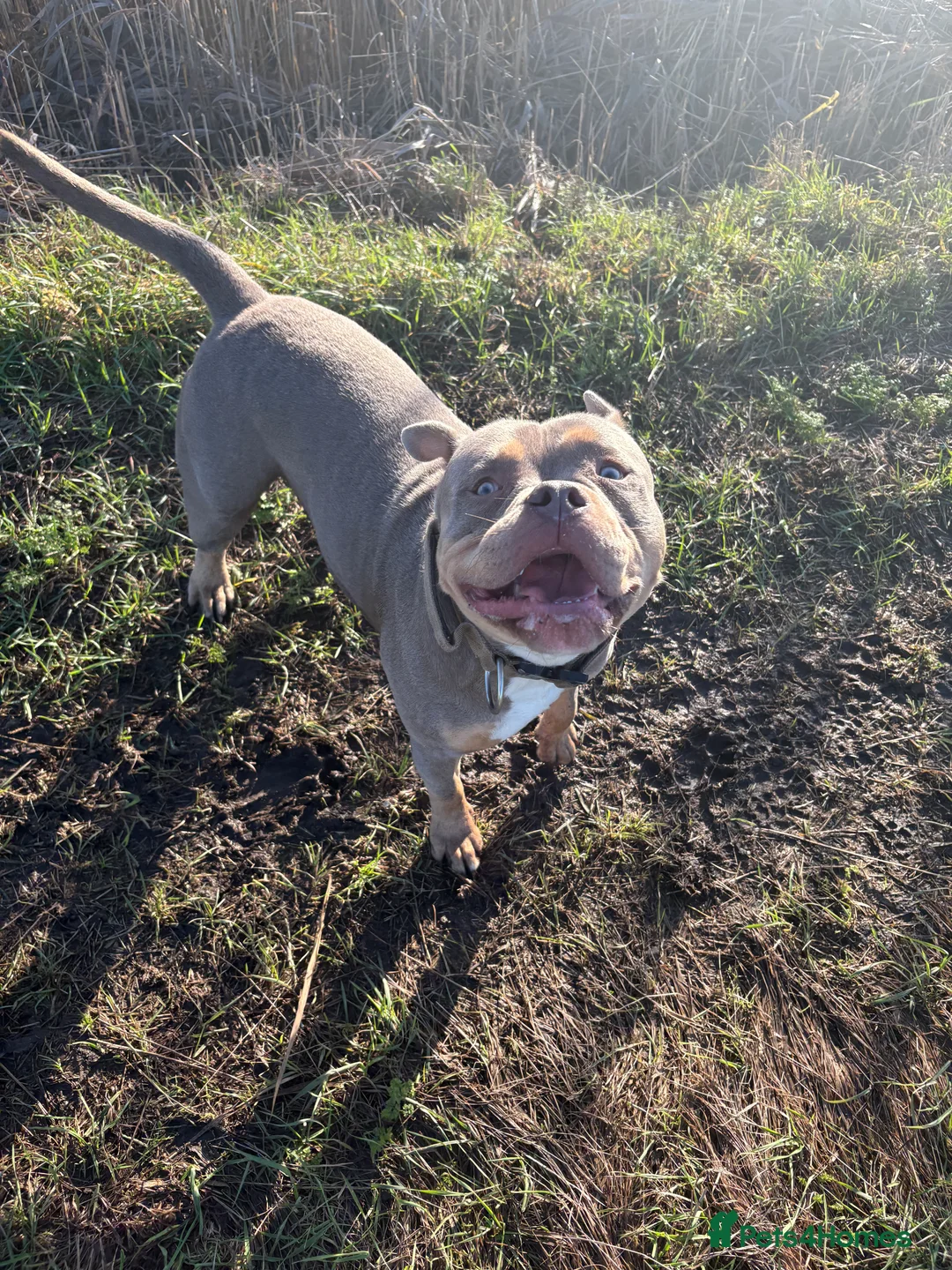 Mixed Breed dogs for sale: CaneCorso X Bully puppy’s  - Advert 19