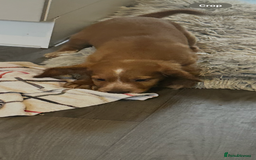 Sprocker dogs for sale: Sprocker puppy  - Image 1