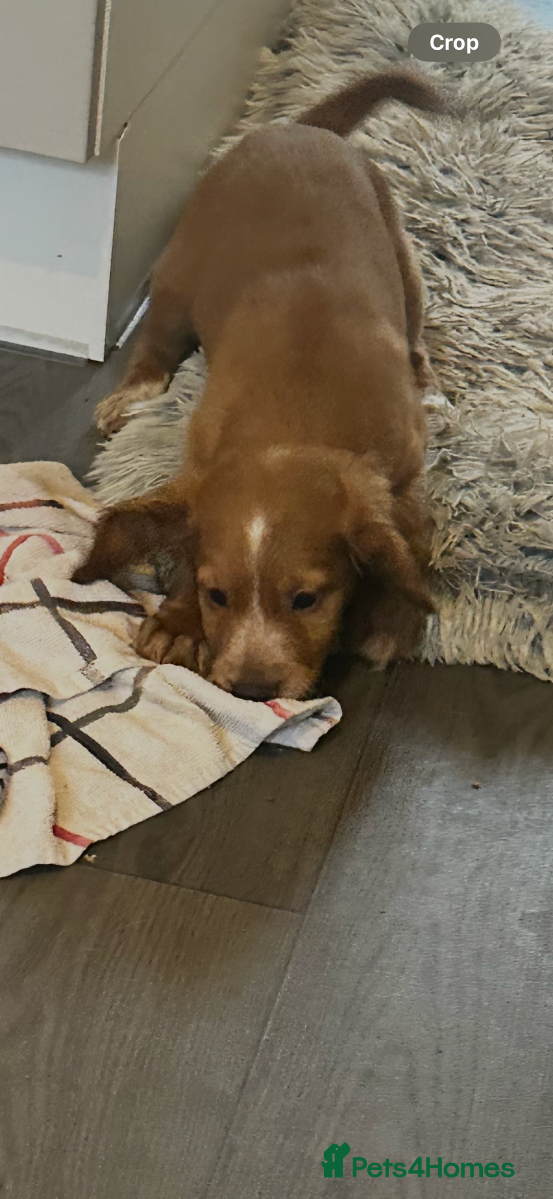 Sprocker dogs for sale: Sprocker puppy  - Image 1