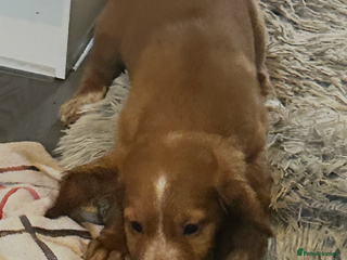 Sprocker dogs - Advert 1