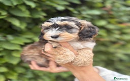 Cockapoo dogs for sale: Adorable F1 Cockapoo puppies - Image 3