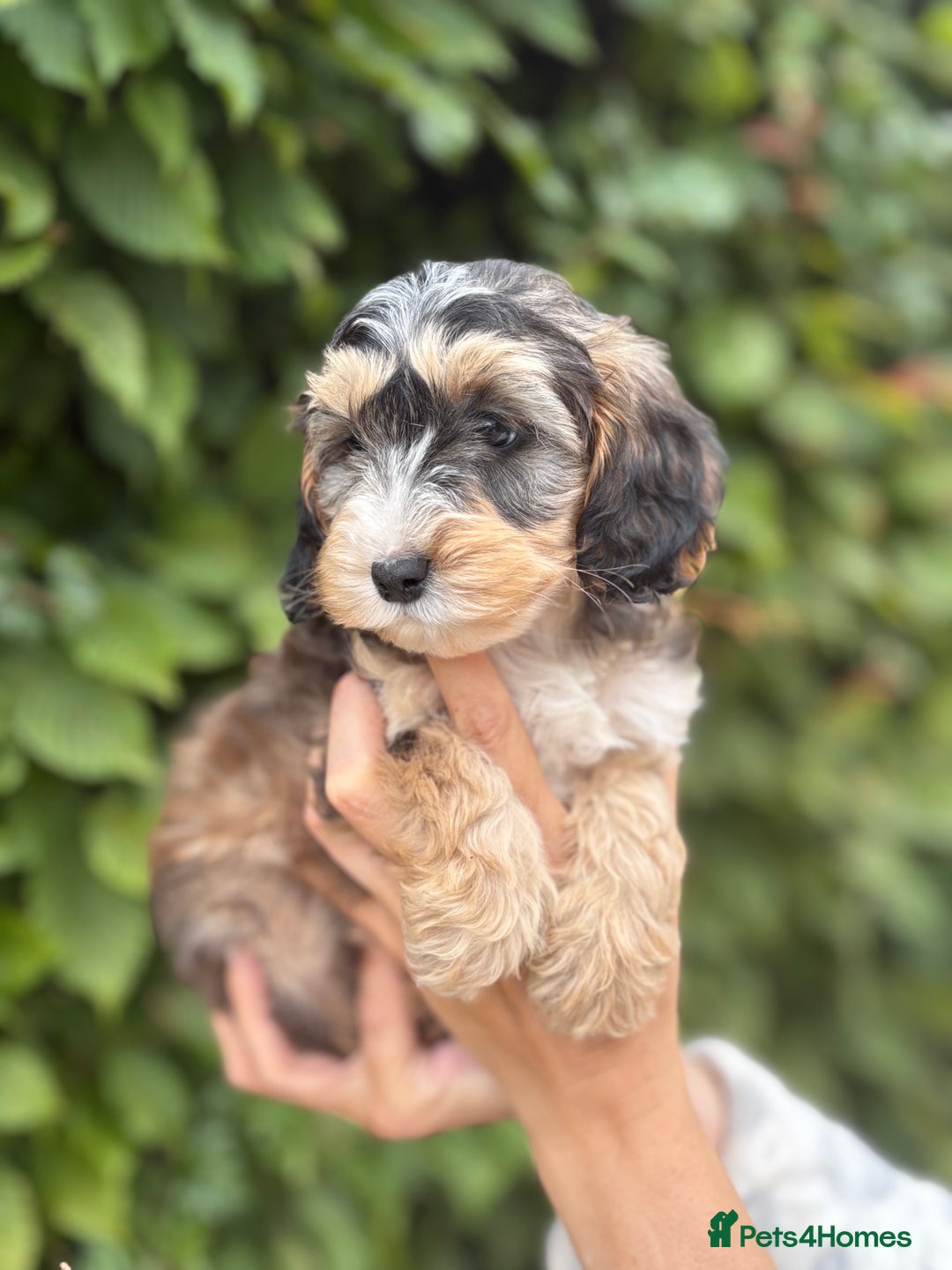 Cockapoo dogs for sale: Adorable F1 Cockapoo puppies - Image 3