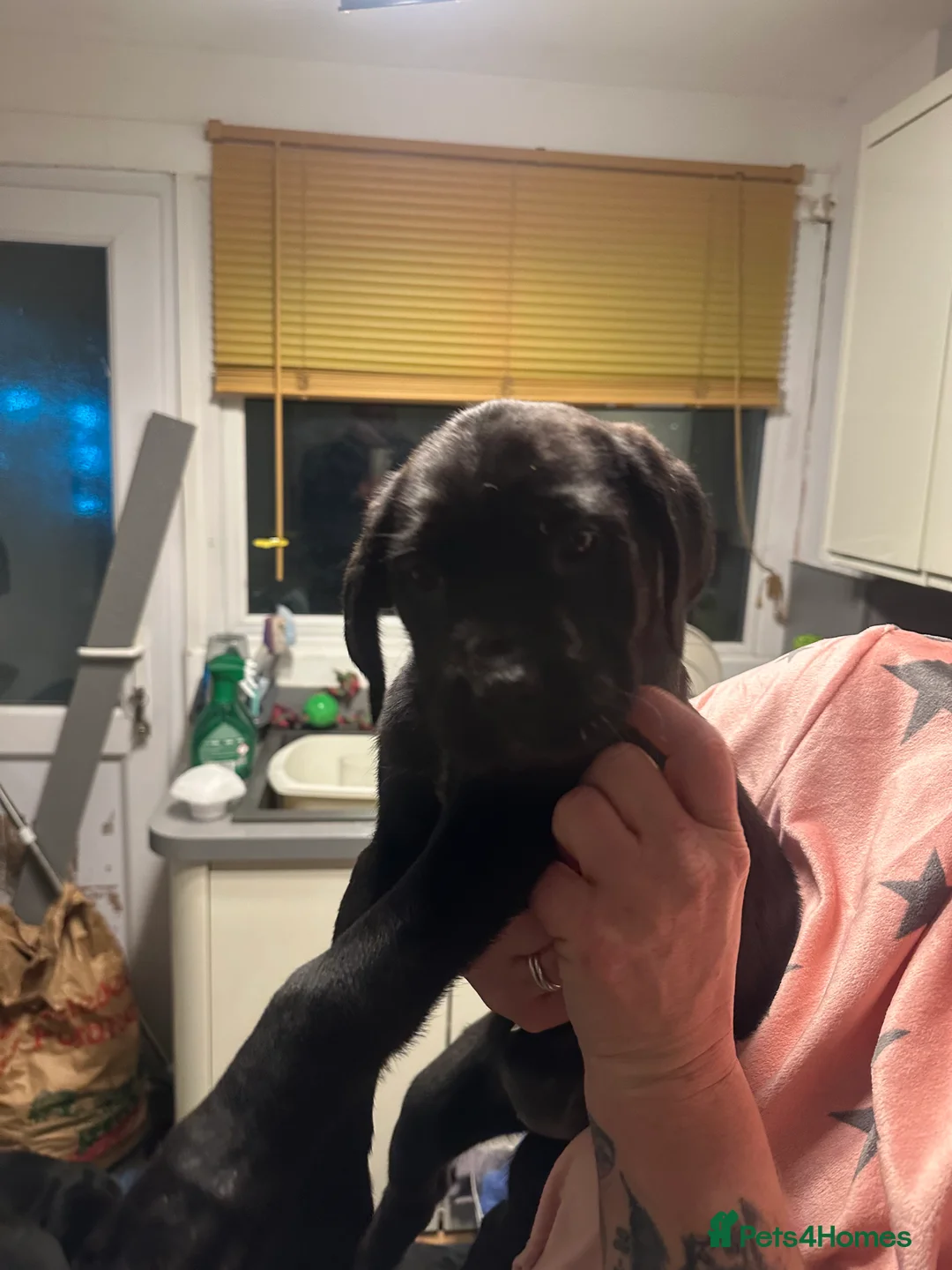 Cane Corso dogs for sale: Mr A Hendy - Advert 13