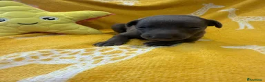 Whippet 6