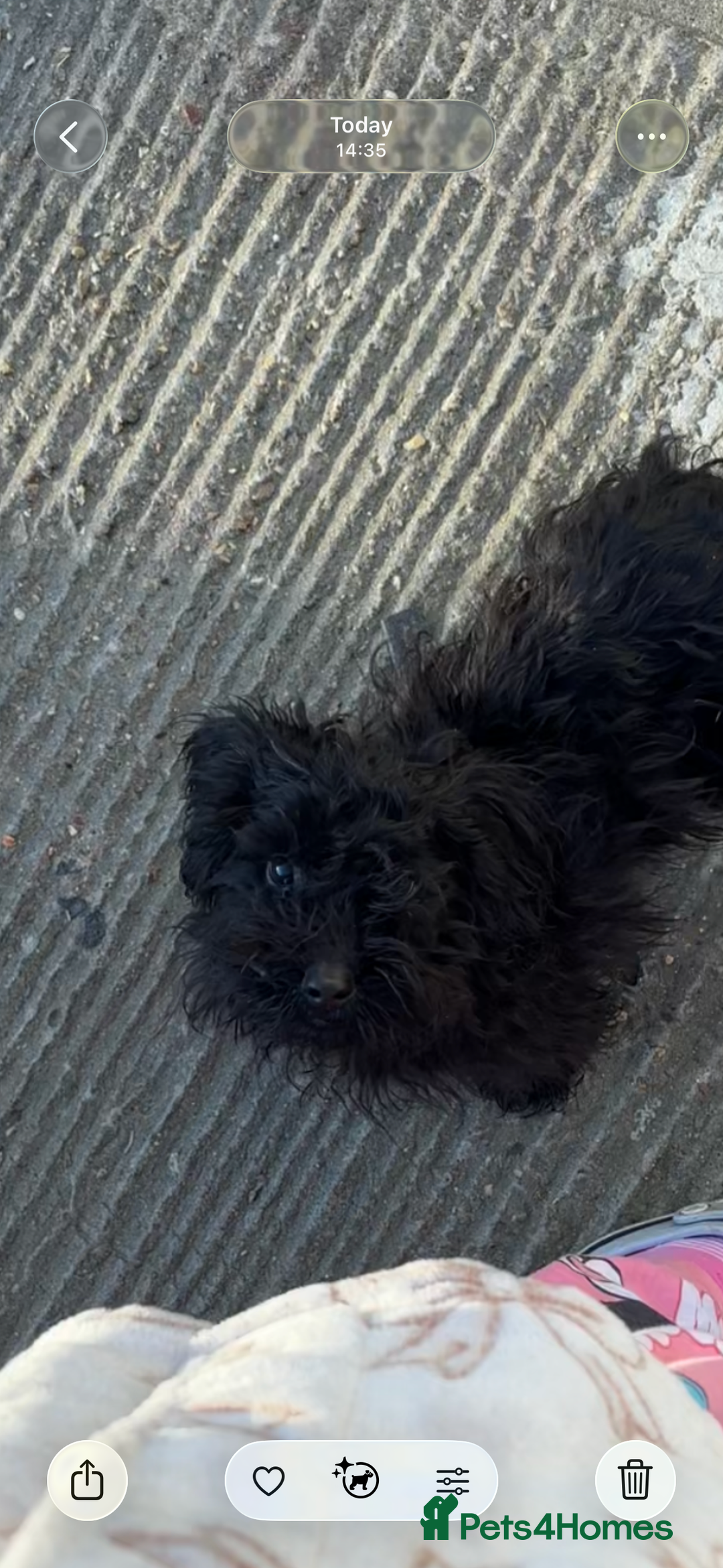 Cockapoo dogs for sale: Lovely F1 cockapoo girl  - Advert 1