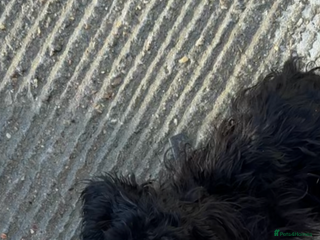 Cockapoo dogs Lovely F1 cockapoo girl - Advert 1