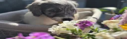 Sproodle dogs for sale: ✨ Premium Rare F1 Sproodle Pups – Champion Lines ✨ - Advert 5