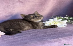 British Shorthair cats for sale: BSH adorable red tabby/ chocolate/ bicolour  - Image 7