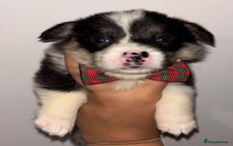 Welsh Corgi Pembroke dogs for sale: Welsh Pembroke corgis  - Image 21