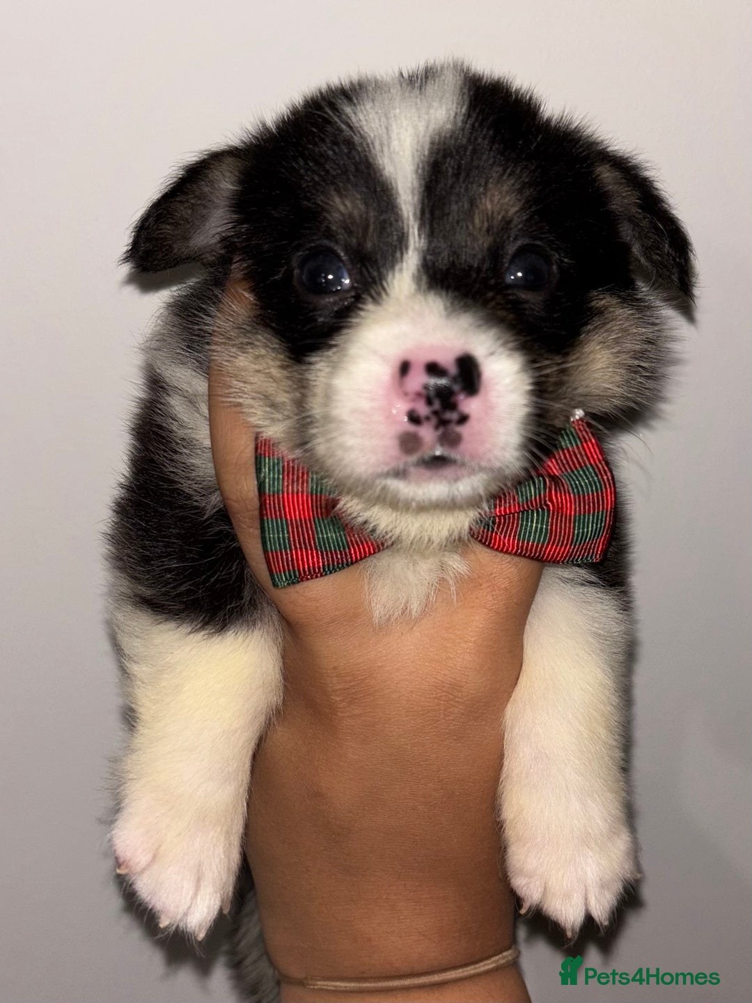 Welsh Corgi Pembroke dogs for sale: Welsh Pembroke corgis  - Image 21