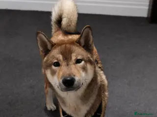 Japanese Shiba Inu dogs Beautiful-rare Japanese Shikoku - Advert 1