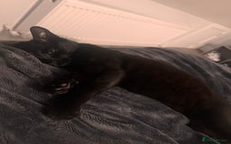 Mixed Breed cats for sale: female kittens  in Enfield - Image 5