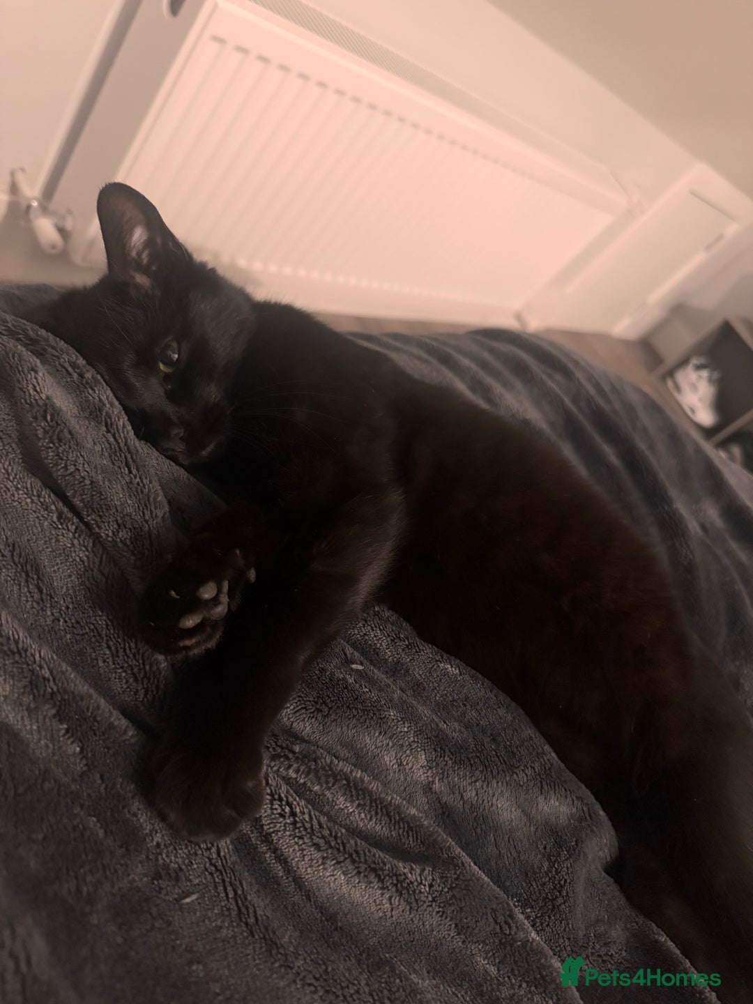 Mixed Breed cats for sale: female kittens  in Enfield - Image 5
