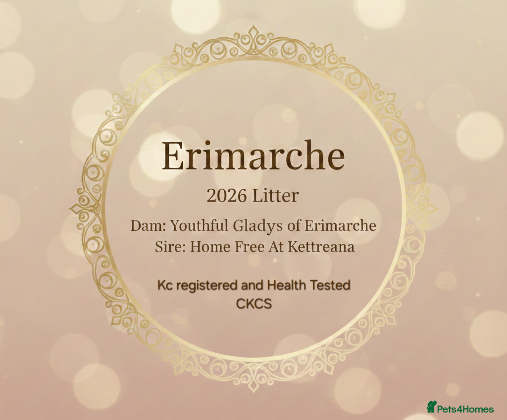 Cavalier King Charles Spaniel dogs Beautiful litter of CKCS - Advert 10