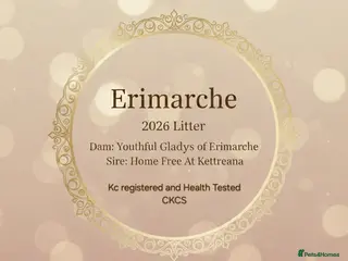 Cavalier King Charles Spaniel dogs Beautiful litter of CKCS - Advert 10