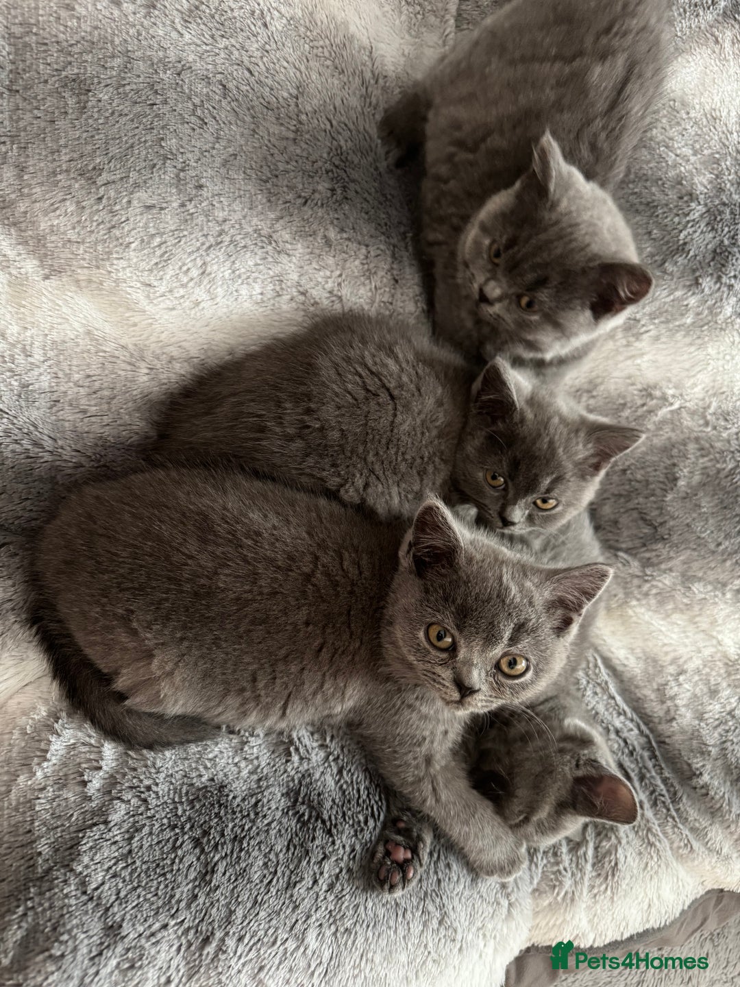 British Longhair cats for sale: Lovely kittens - Advert 6