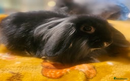 Mini Lion Lop rabbits for sale: Cute fluffy lion heads  - Image 8