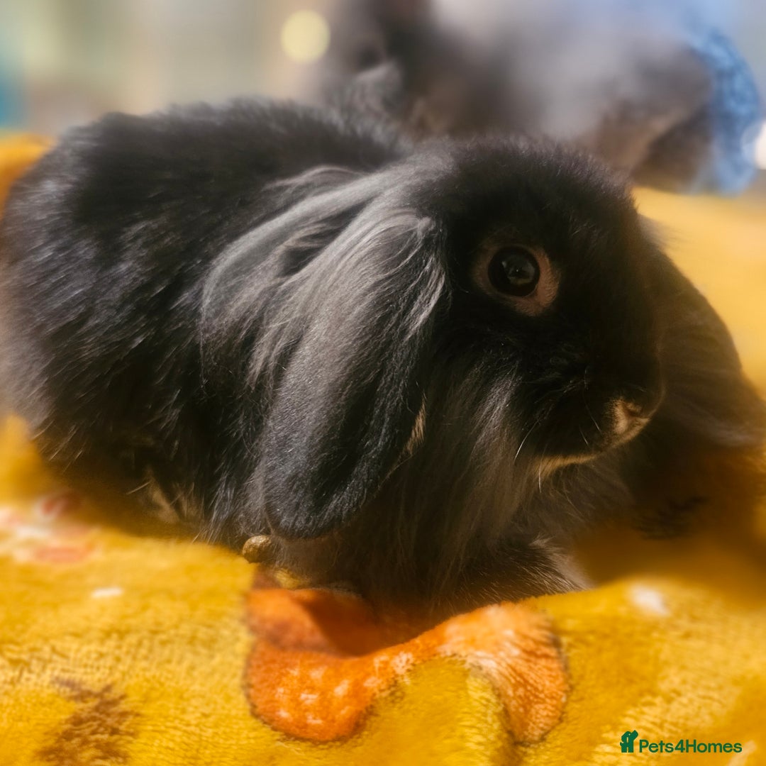 Mini Lion Lop rabbits for sale: Cute fluffy lion heads  - Image 8