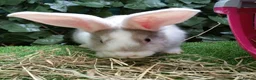 Continental Giant rabbits for sale: Pure Continental Giants - White Eared - RESERVE  - Advert 17