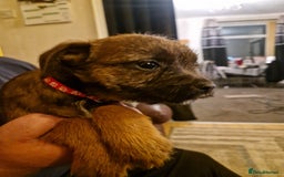 Border Terrier dogs for sale: Border Terrier pups - Image 6