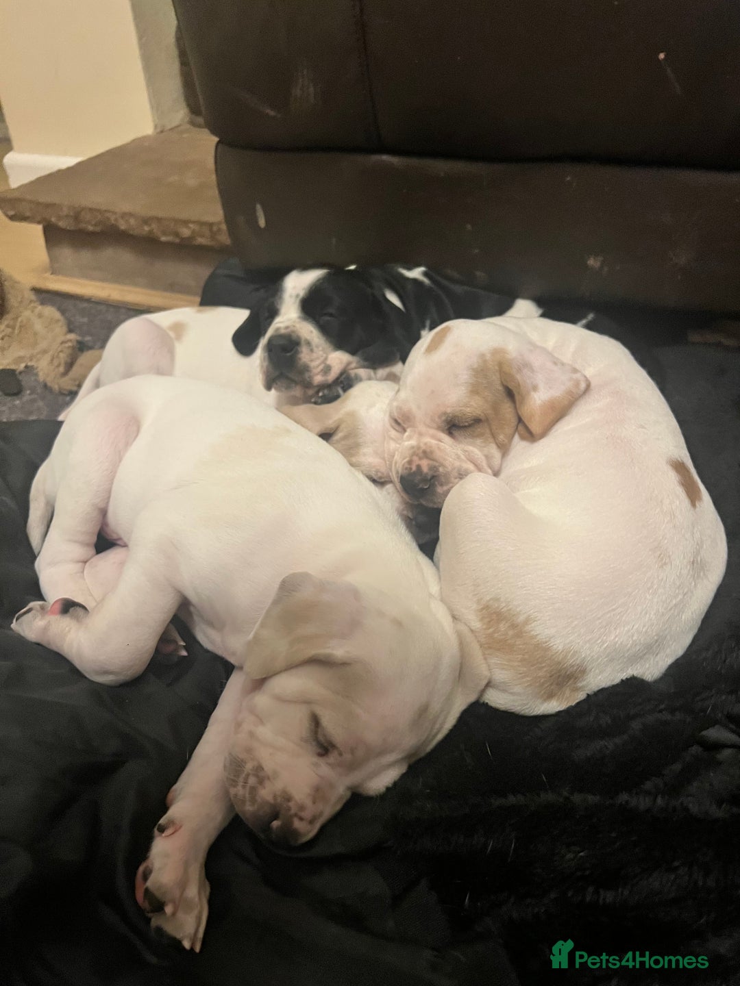 Pointer dogs for sale: Beautiful Pointer Puppies - Advert 11