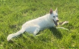 Mixed Breed dogs for sale: German shepherd cross Tibetan mastiff - Image 10