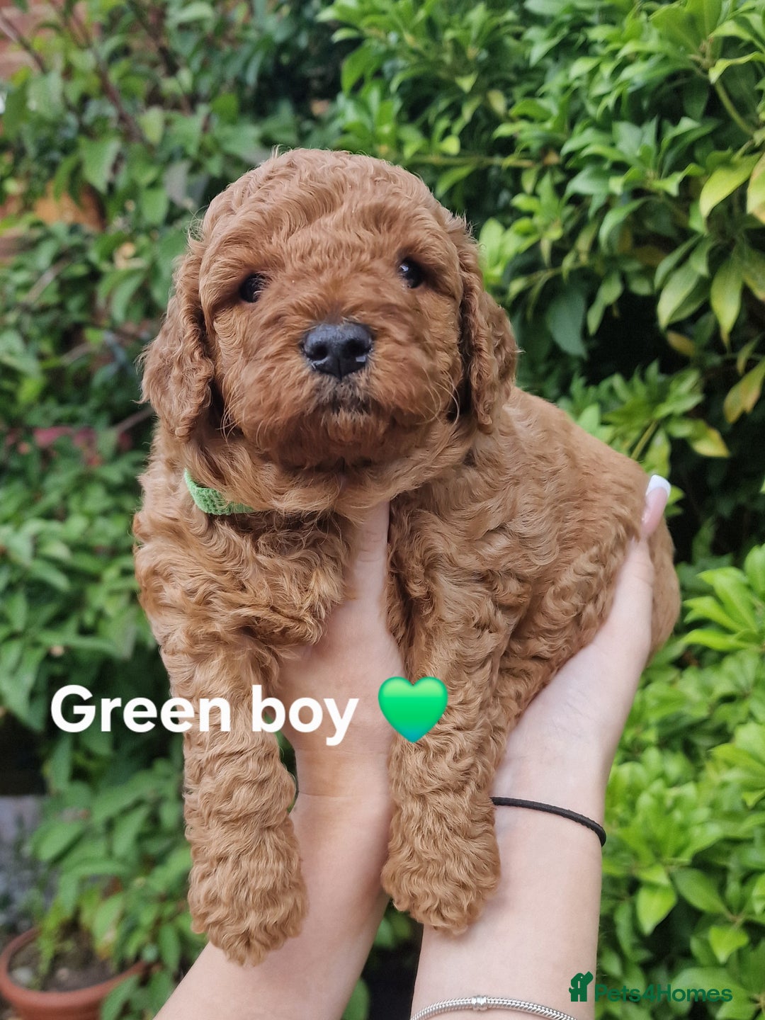 Cavapoochon dogs for sale: F1b Cavapoochon Puppies – 3 Boys Ready to Reserve - Image 9