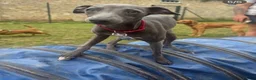 Italian Greyhound dogs for sale: Beautiful, affectionate Italian Greyhound in Wetherby - Advert 13