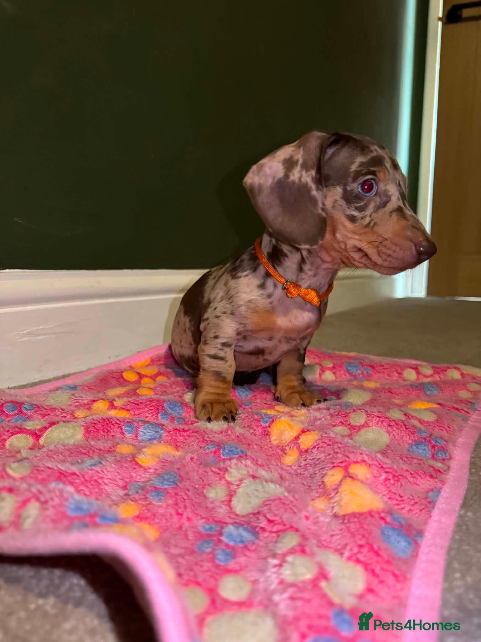 Miniature Dachshund dogs Miniature dachshund (Smooth hair) - Advert 2