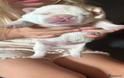 French Bulldog dogs for sale: French bulldog puppies  - Image 9